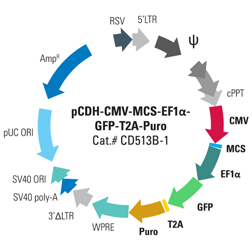 pCDH-CMV-MCS-EF1α-GreenPuro Cloning and Expression